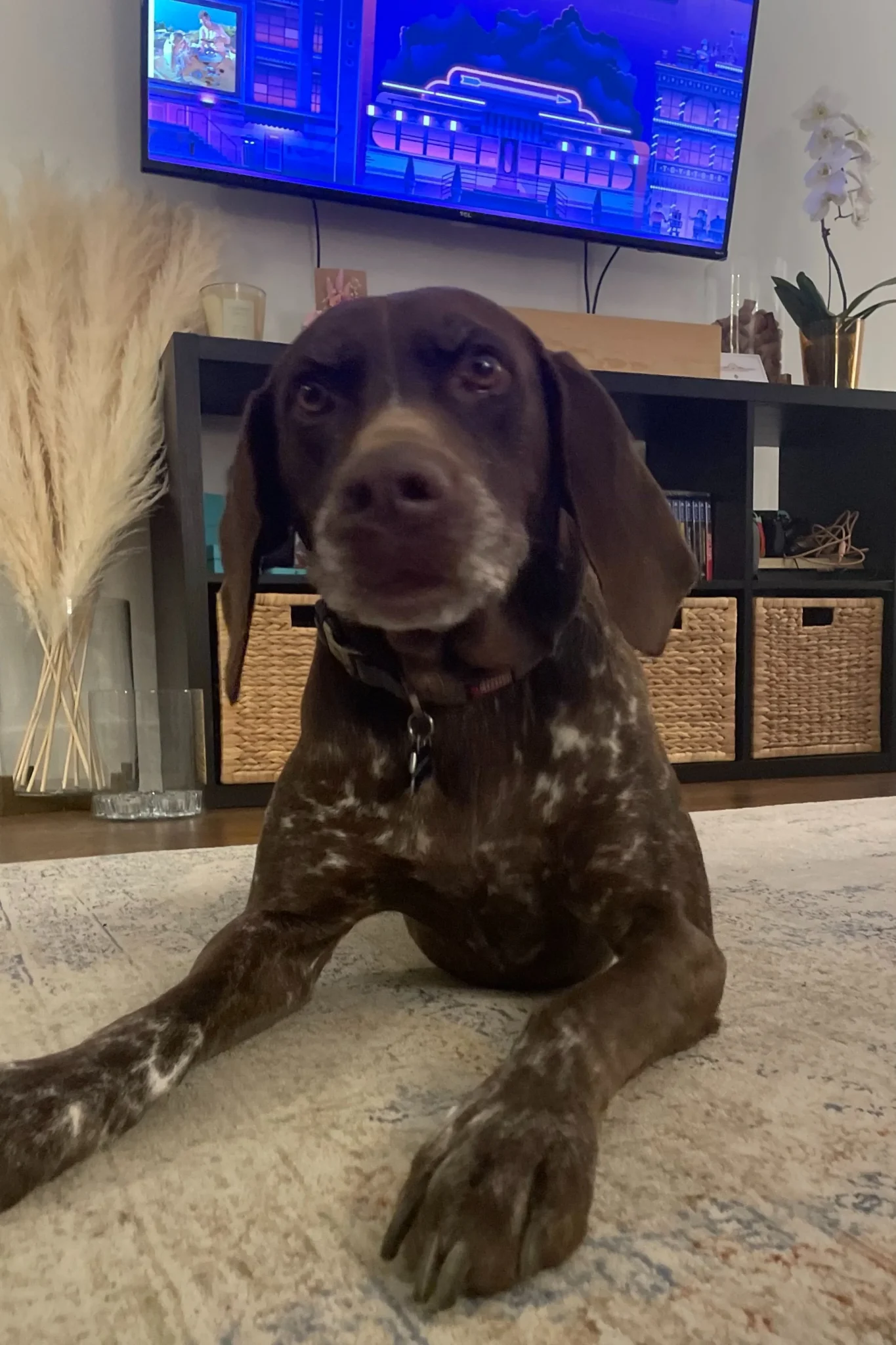 Buddy, the LiveWell therapy hound